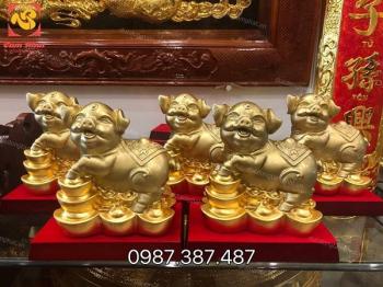 Heo đứng trên thỏi vàng thếp vàng điểm.!!